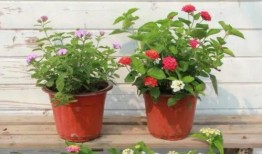 阿姨最新爆料网页视频,揭秘网页视频背后的惊人真相！